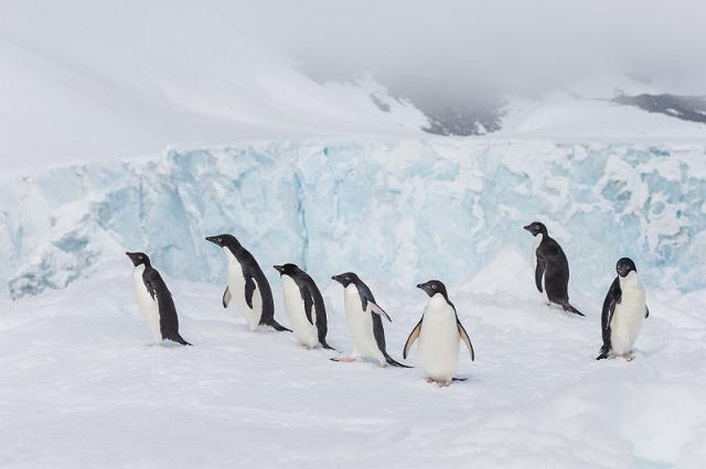 086 Antarctica, Hope Bay, adeliepinguins.jpg